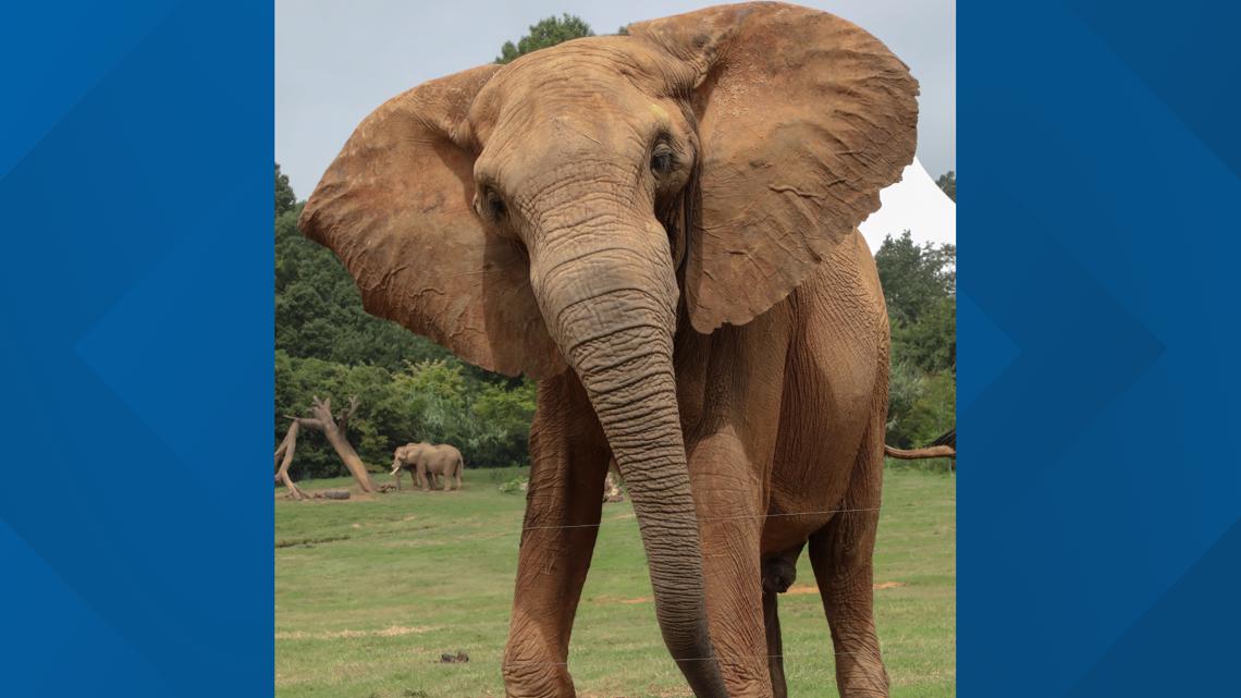 Oakland Zoo's last female elephant moved to new herd in Tennessee