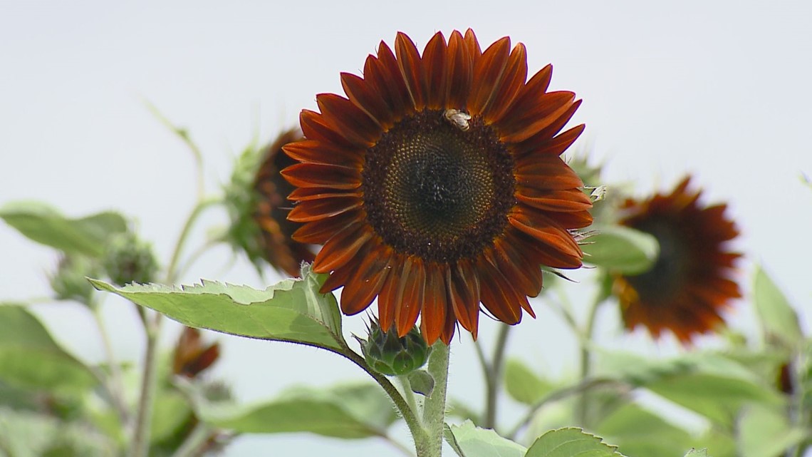 Pick your own sunflowers at Dewberry Farm in Kernersville