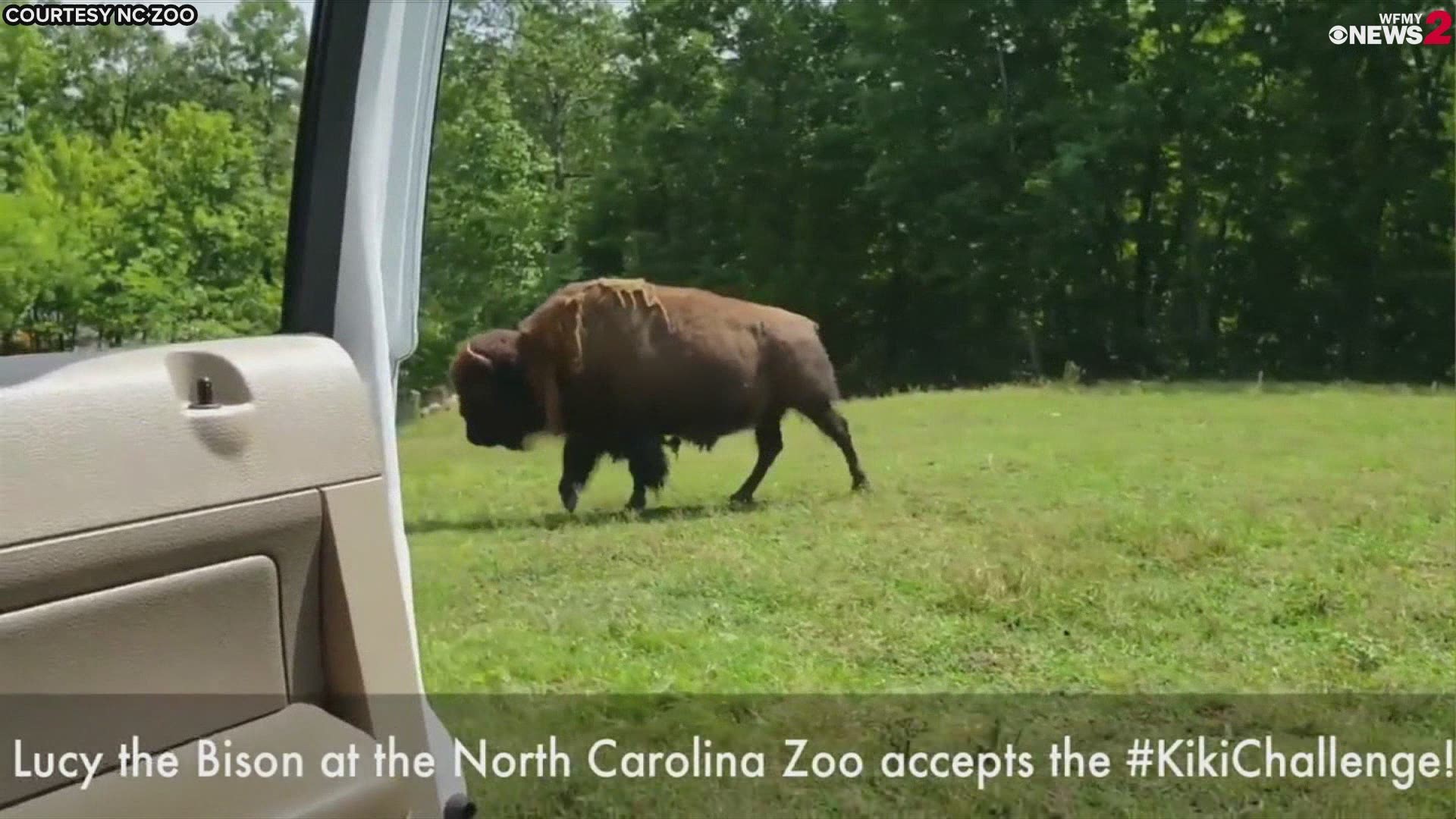 We've seen dogs and people doing the "In My Feelings" Challenge but now add a bison named "Lucy" into the mix!