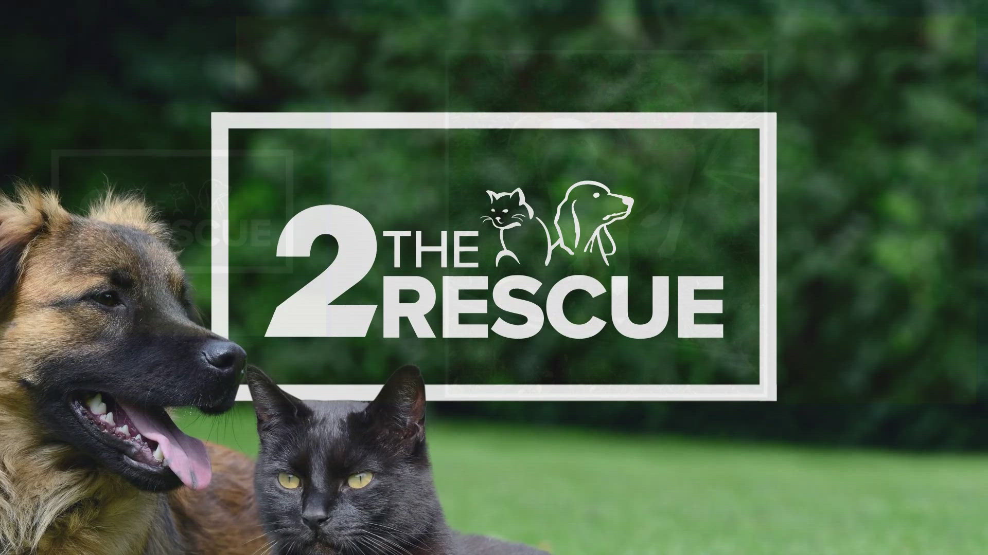 2 The Rescue | Pet Adoptions | wfmynews2.com