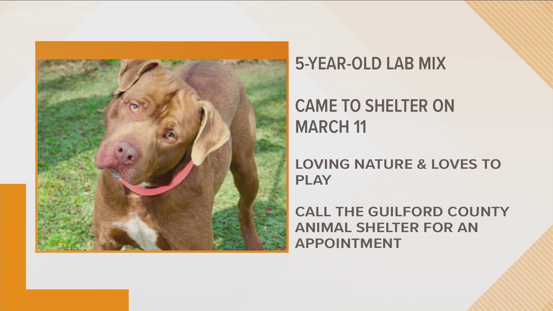 This 5-year-old dog has been at the Guilford County Animal Shelter since March.