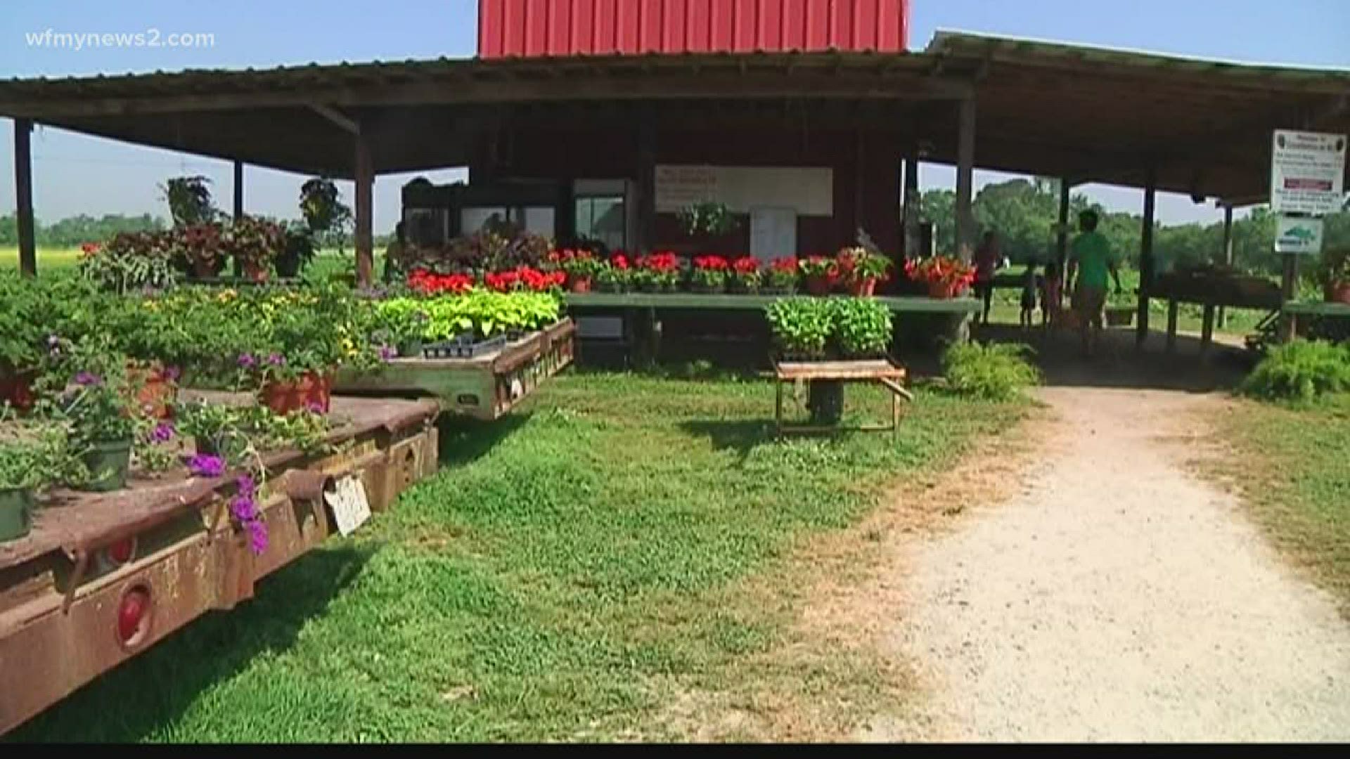 Rudd Farm’s usually does u-pick strawberries. This year, they’re doing drive-thru sales and the first sale sold out.