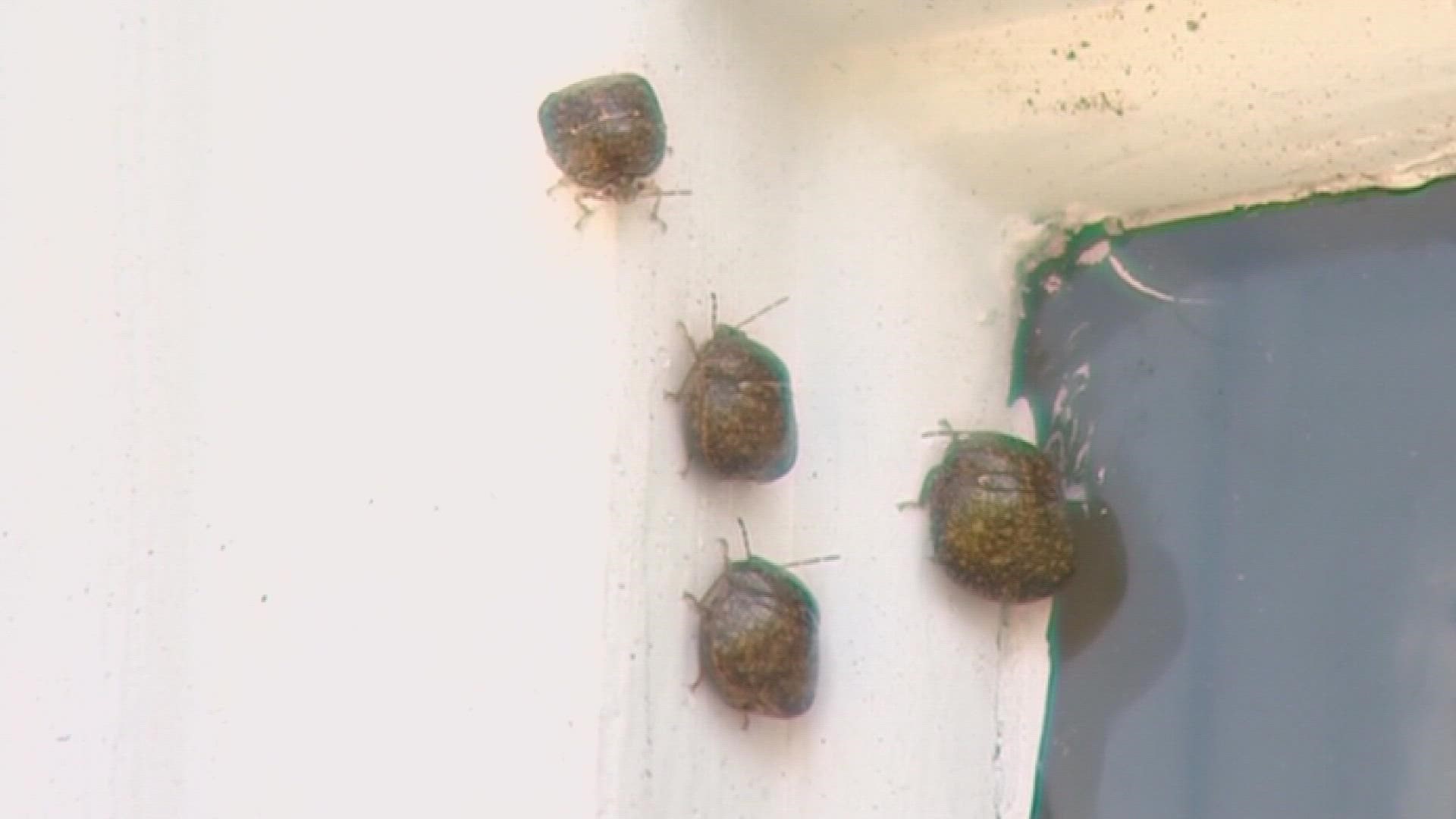 McNeely Pest Control shares ways to keep annoying insects like stink bugs out of your house.