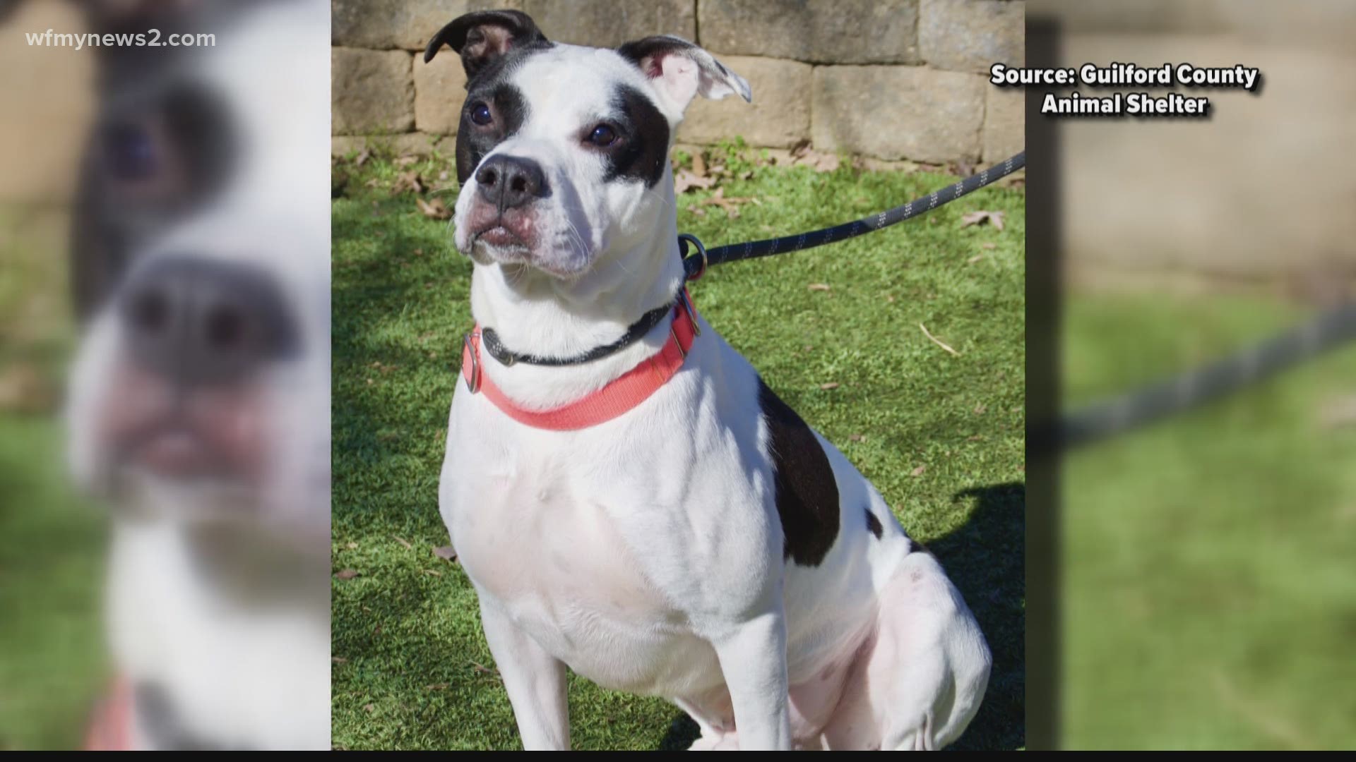 This sweet boxer wants to be a part of your family celebrations this holiday season.