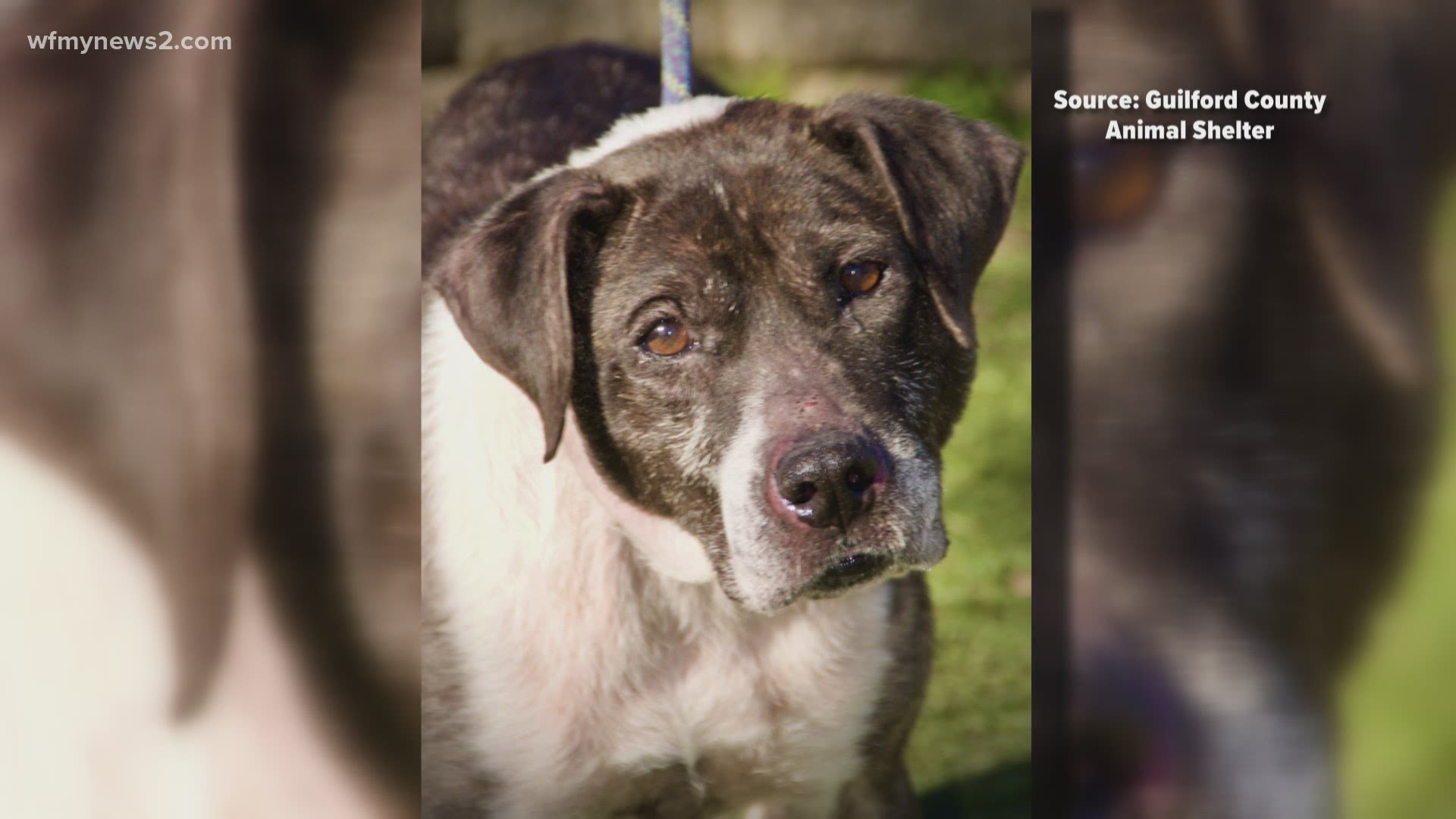 Stolen hunting dog reunited with family in Randolph County 
