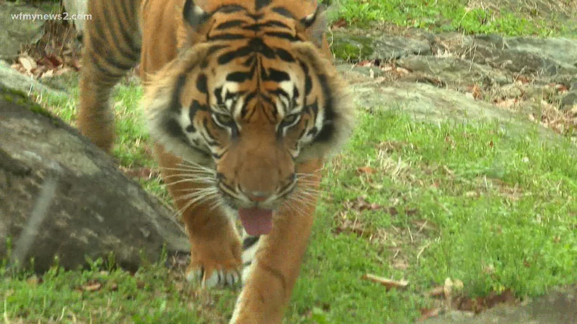 Tiger breeding to support conservation efforts: What 2 see at GCS