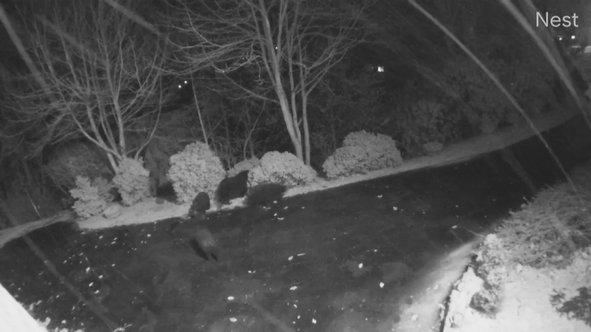 Pam Lowry shares this video of a family of bears enjoying the snowfall right outside her home in Blowing Rock, NC.