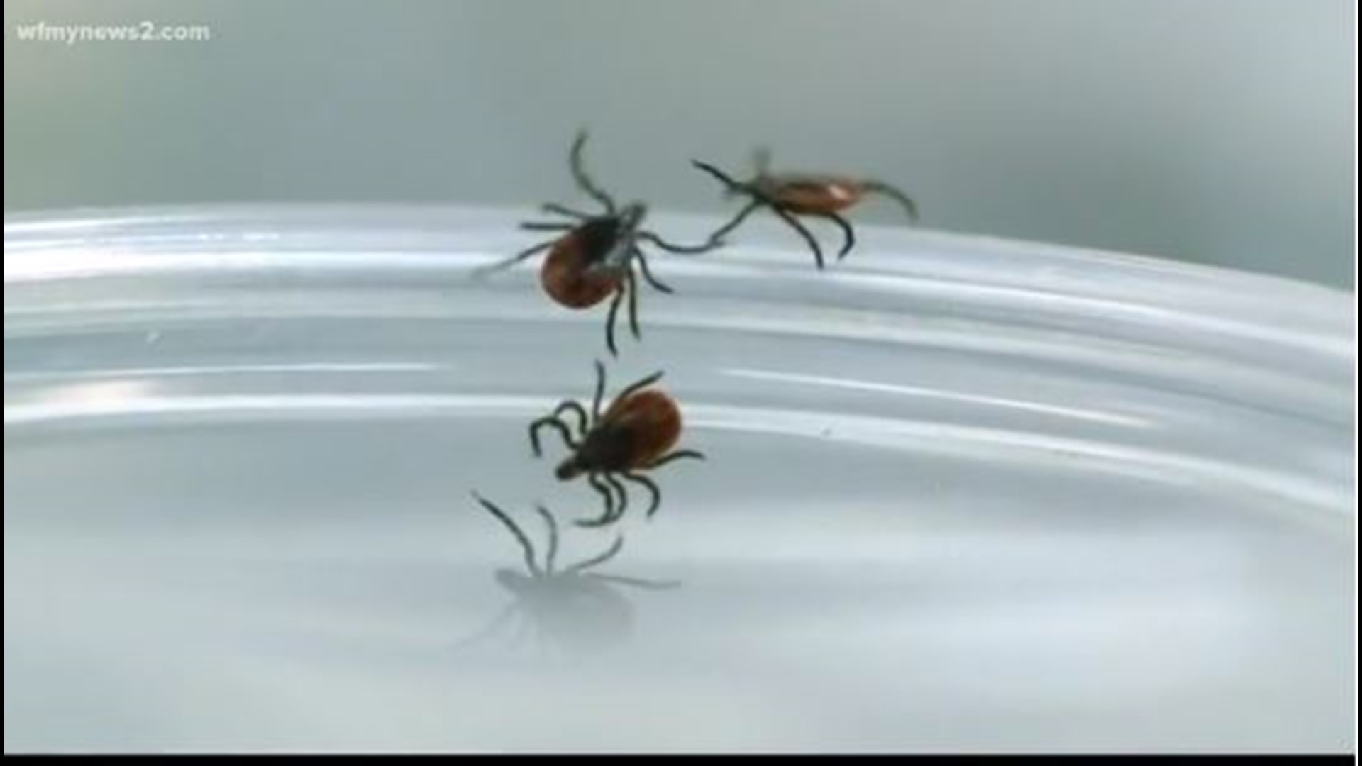 These ticks can be found in groups of hundreds and all of them bite