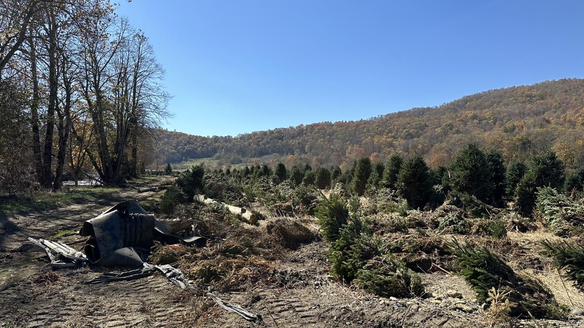 Greensboro woman helps Christmas tree farmers impacted by Helene ...