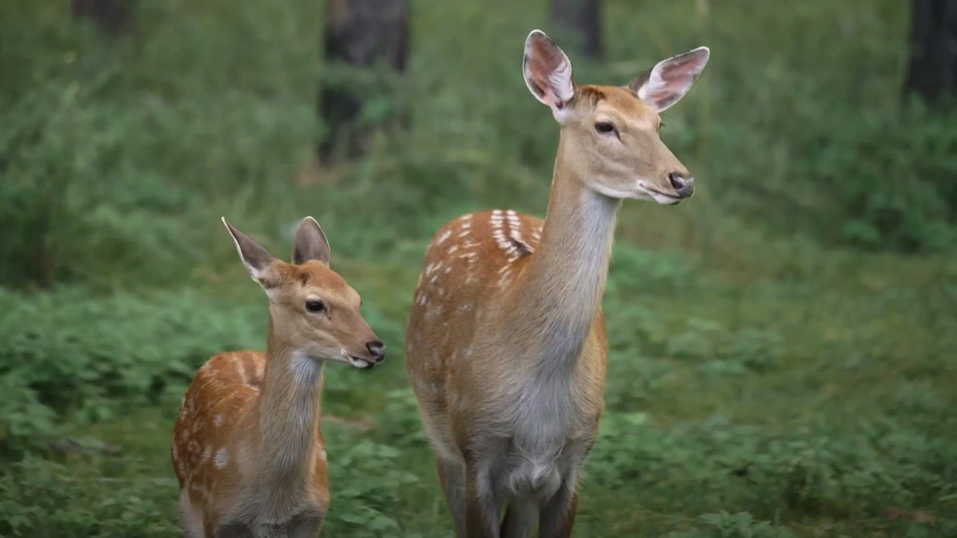 Wildlife experts highlight safety reminders for drivers and residents looking to discard carcasses.