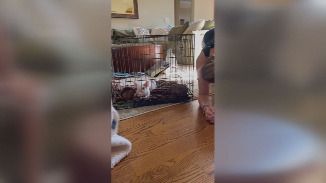 Eric Chilton's pig prank on his wife totally backfires - Vimarsana News