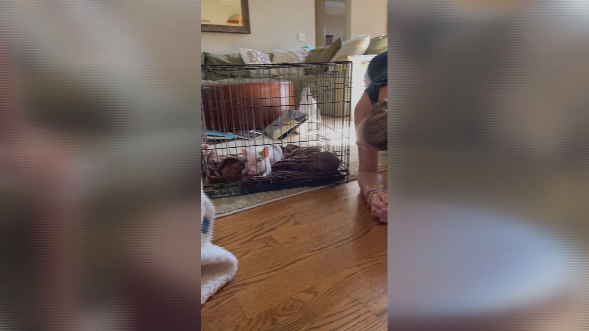 Eric Chilton's pig prank on his wife totally backfires