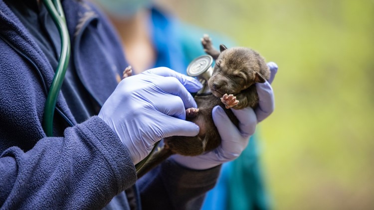 NC Zoo welcomes births of 3 new red wolf pups