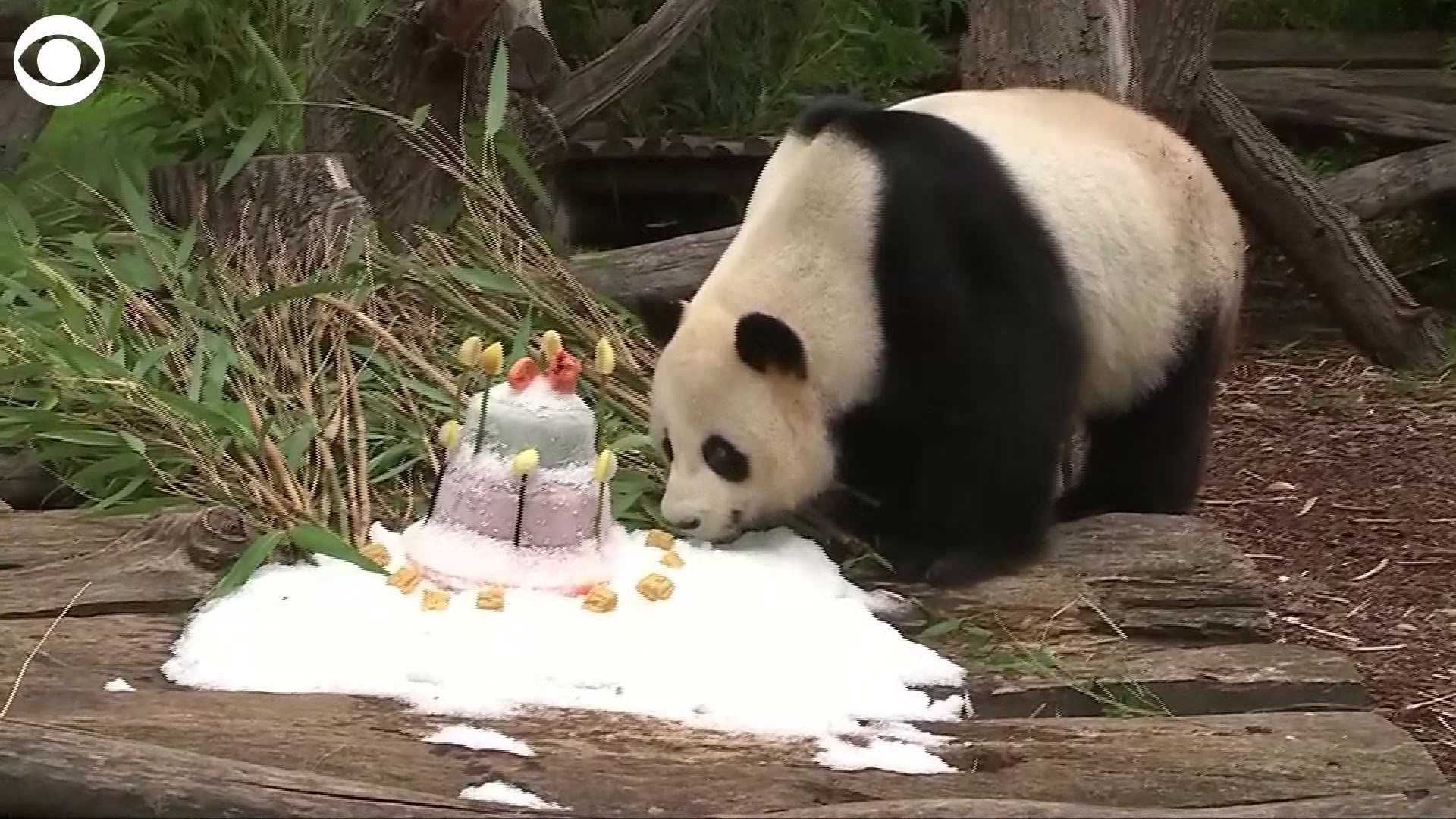 Happy birthday Jiao Qing! The Berlin Zoo's male panda celebrated his 9th birthday on Monday with his very own sweet potato and beetroot cake.