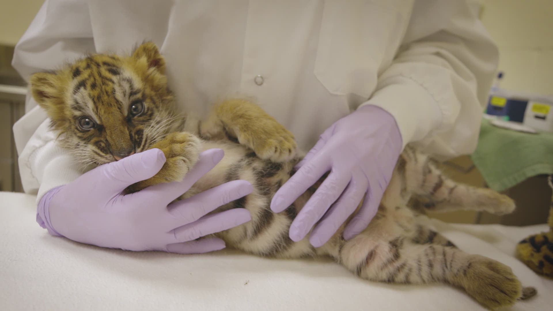 California man charged with smuggling a Bengal tiger in his Camaro