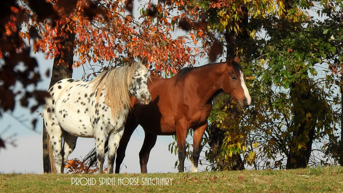 Wilkesboro horse rescue inspires children's book about kindness