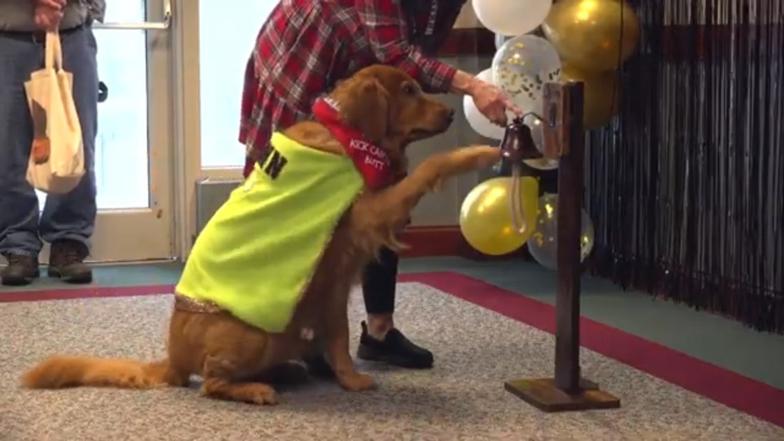 Triad therapy dog rings cancer bell after going into remission - Vimarsana News