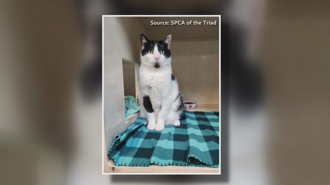 2 The Rescue: Meet Scout