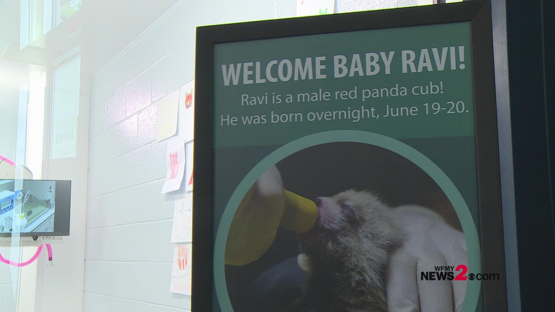 Greensboro Science Center welcomes new red panda cub