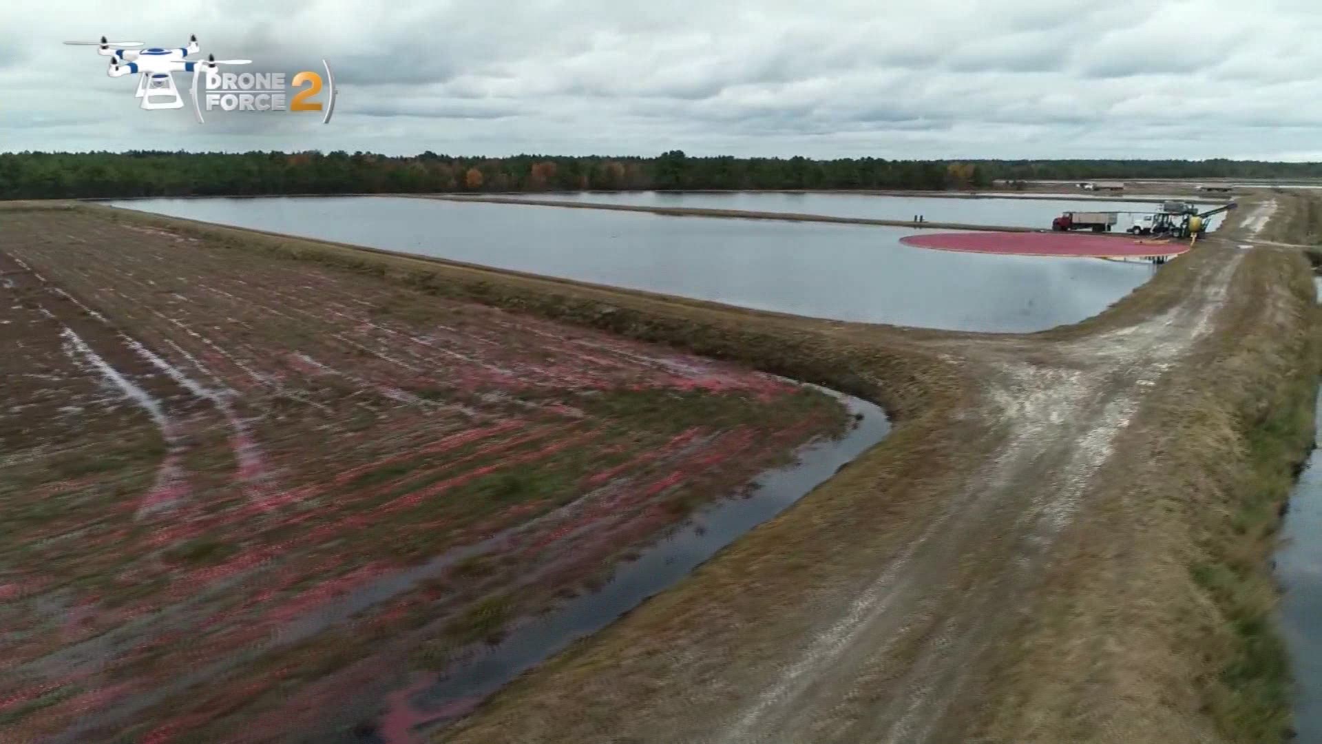 This is a great time of year if you like cranberries. The industry is about halfway through the harvest season and many of them are grown in New Jersey.