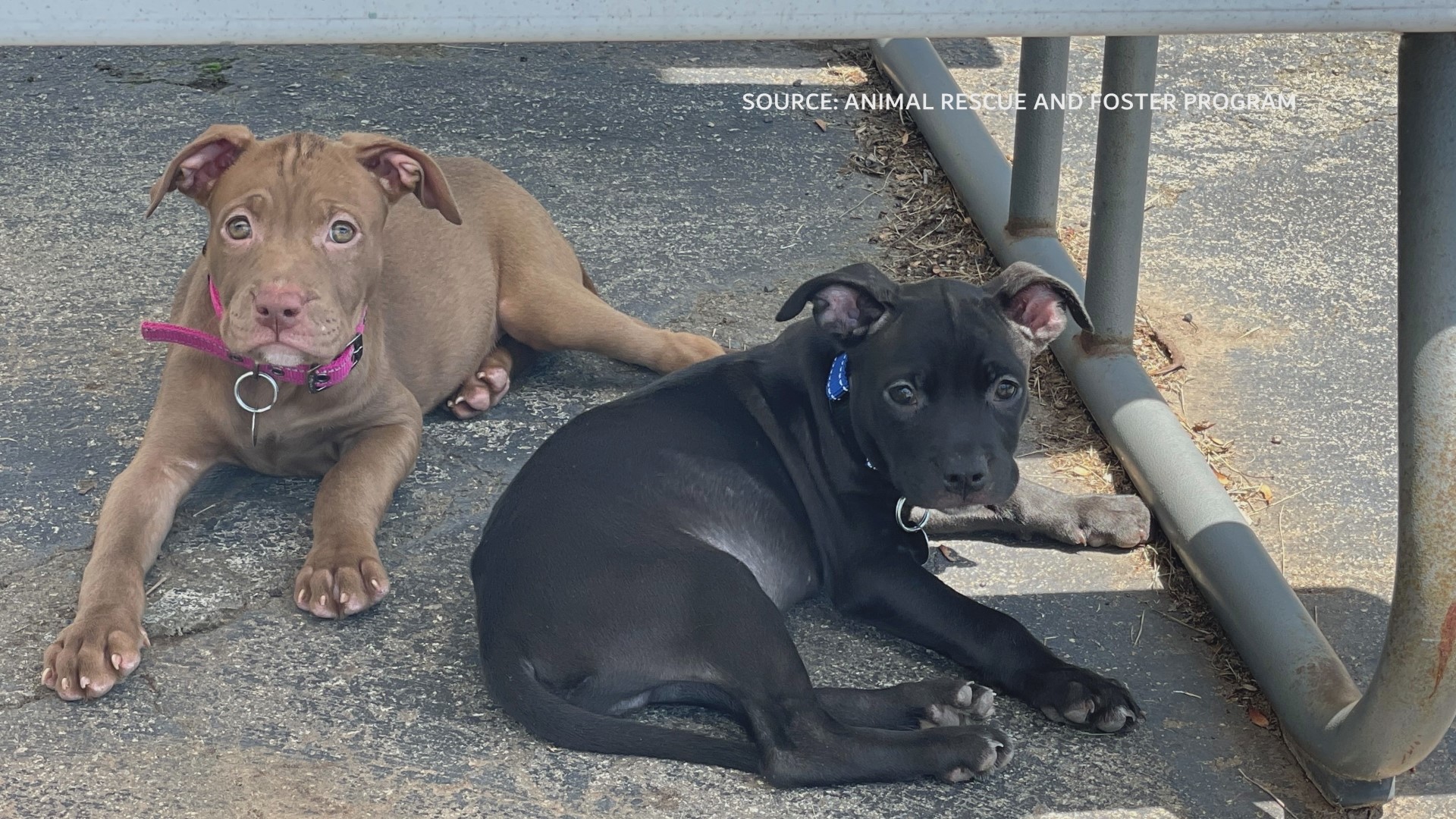 2 The Rescue: Rachael and Ross | wfmynews2.com