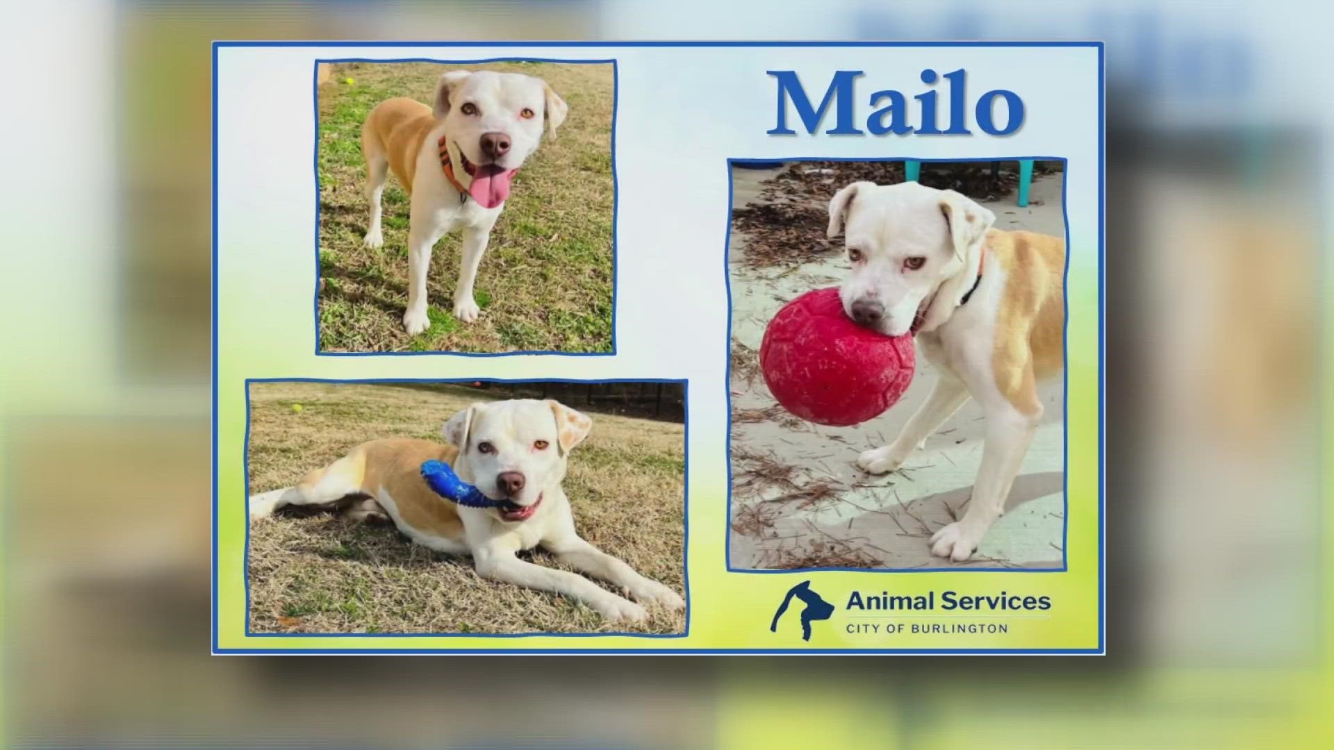 Let’s get Mailo adopted!