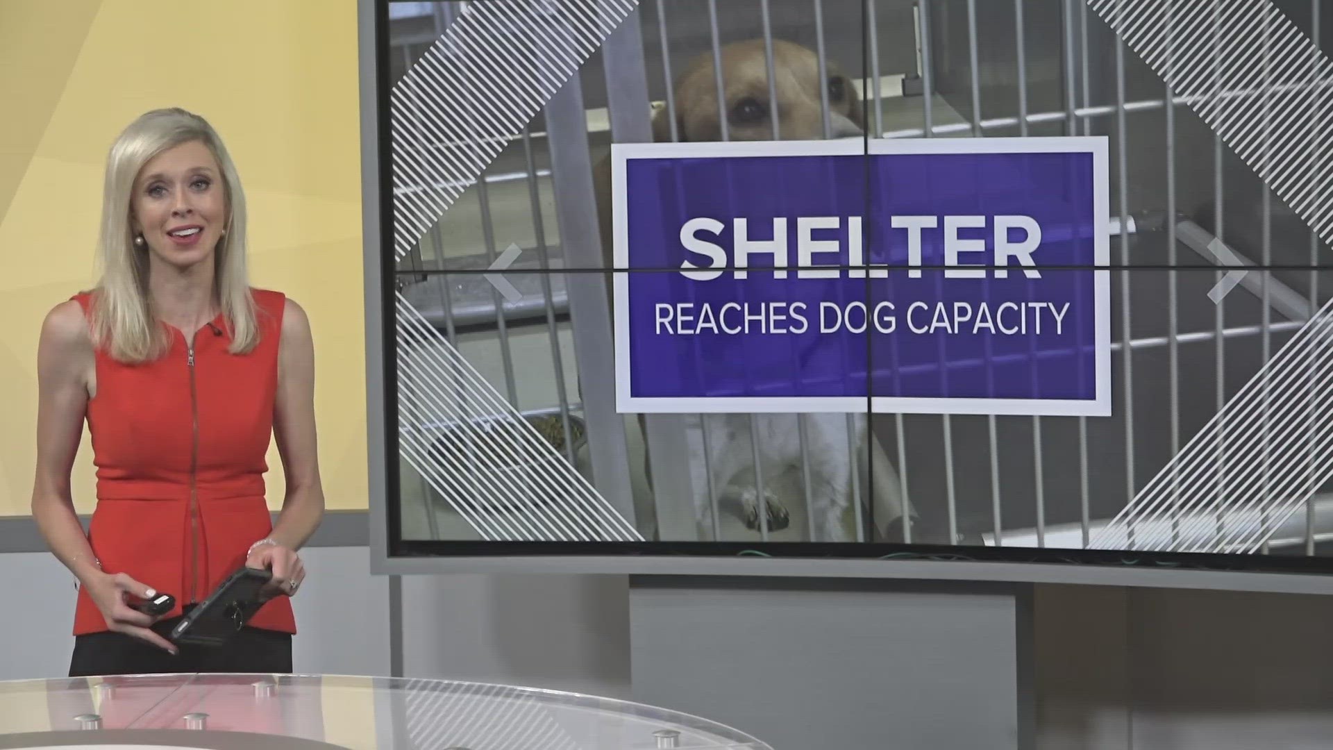 The shelter says it's hit capacity and won't be accepting any more dogs.