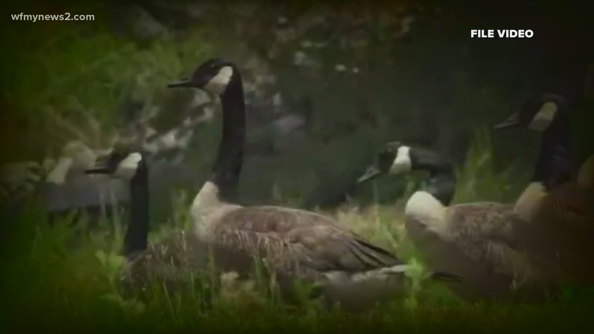 If you've ever encountered them, you know how troublesome the geese can be for you.