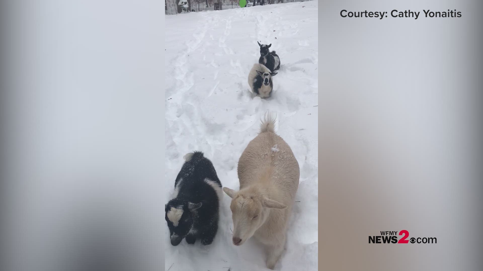Goats jumping through the snow in Greensboro.
