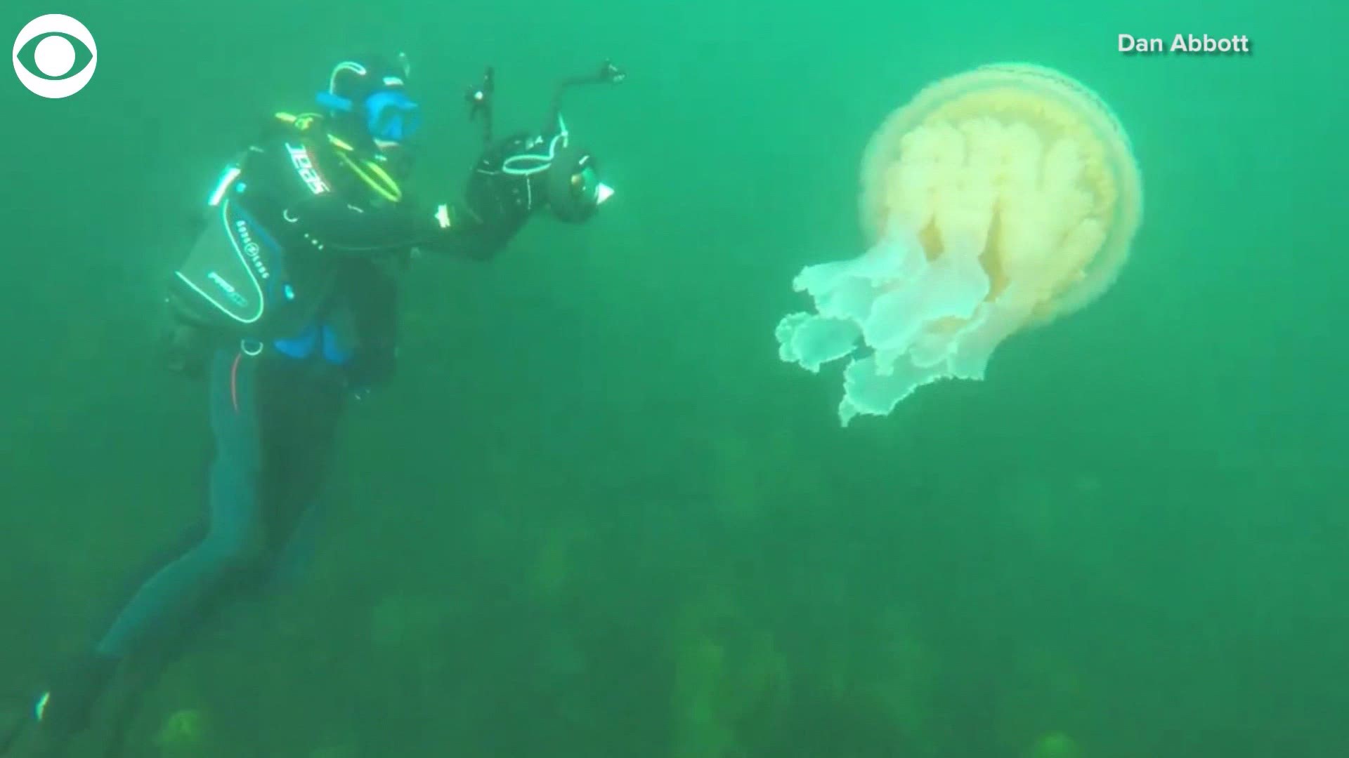 I’m about to namastae out of the water with this huge jellyfish! A biologist and broadcaster, Lizzie Daly, and her cameraman, Dan Abbott, spotted a giant barrel jellyfish over the weekend off the coast of England. Barrel jellyfish start out small about a millimeter in length and can grow up to 3 feet in length.