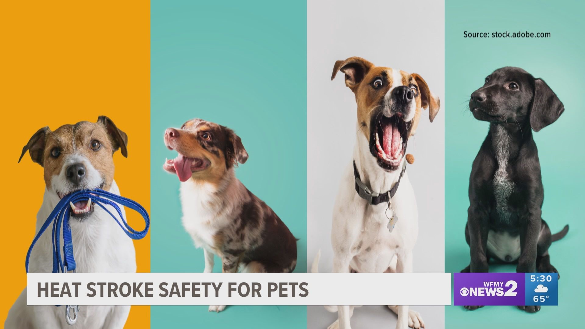 If your pet is experiencing heat stroke or was recently bitten by a snake, it is important that you act fast.
