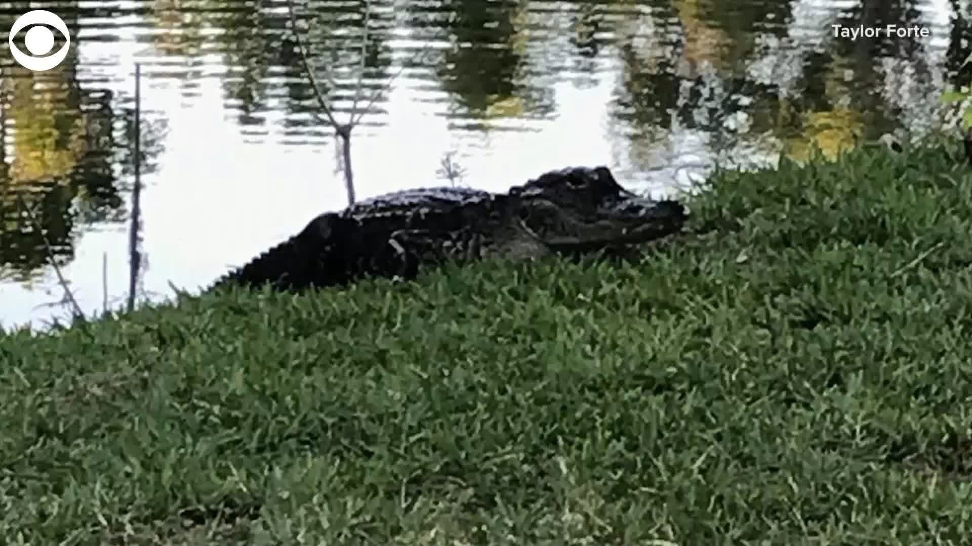 Trevor Walters and Taylor Forte had a special picnic date last week in Gainesville, FL. Little did they know an uninvited hungry guest would make an appearance.