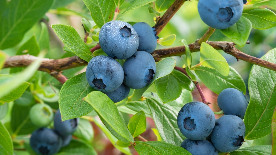 Blueberries shipped to North Carolina upgraded to highest recall level