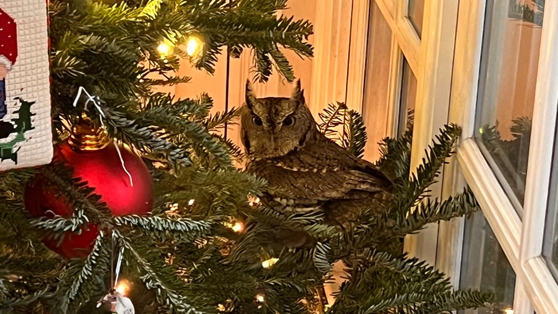 A KY family gets an early gift: a owl in their Christmas tree - Vimarsana News