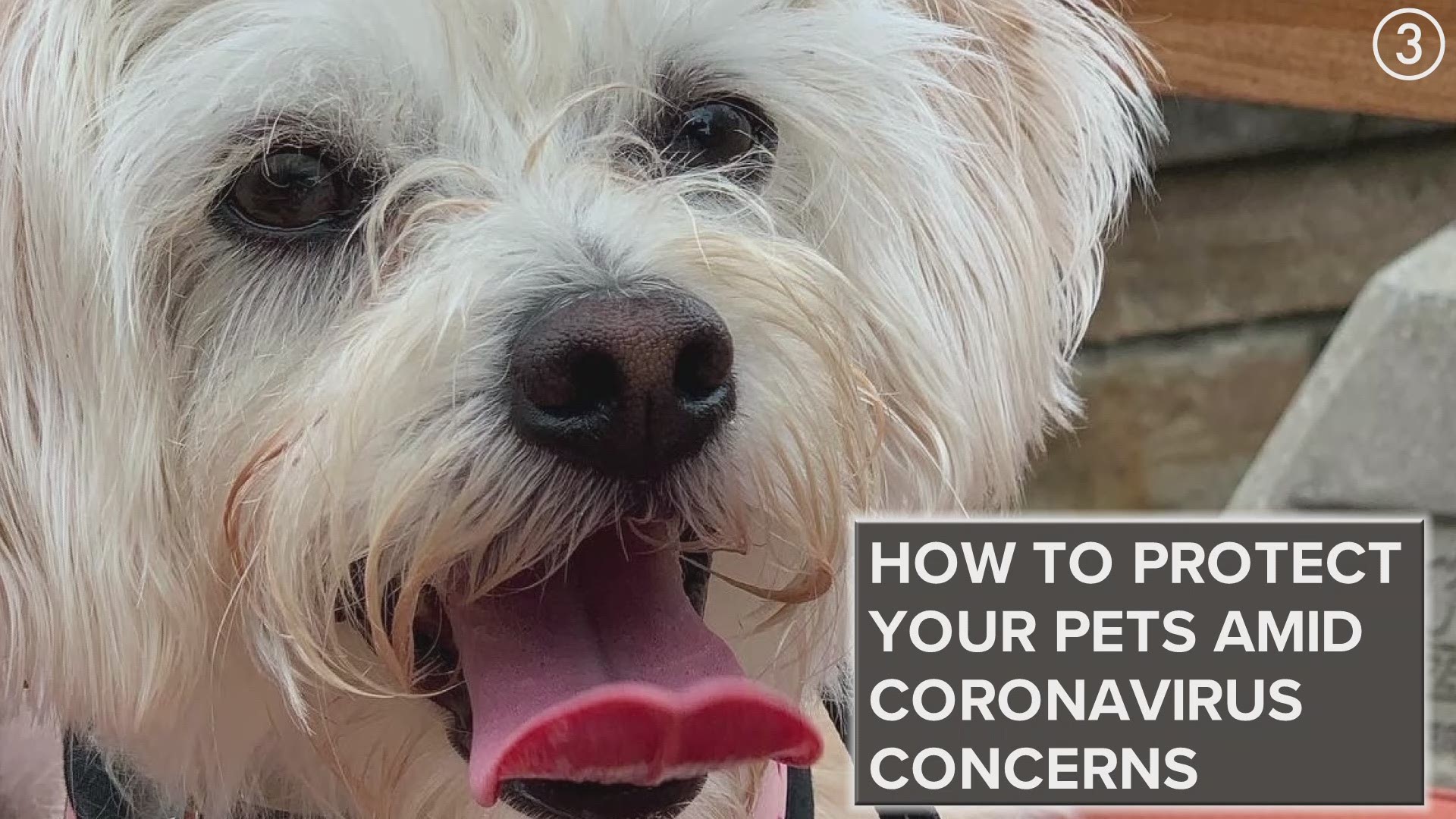 Listen up pet owners!  Better safe than sorry.