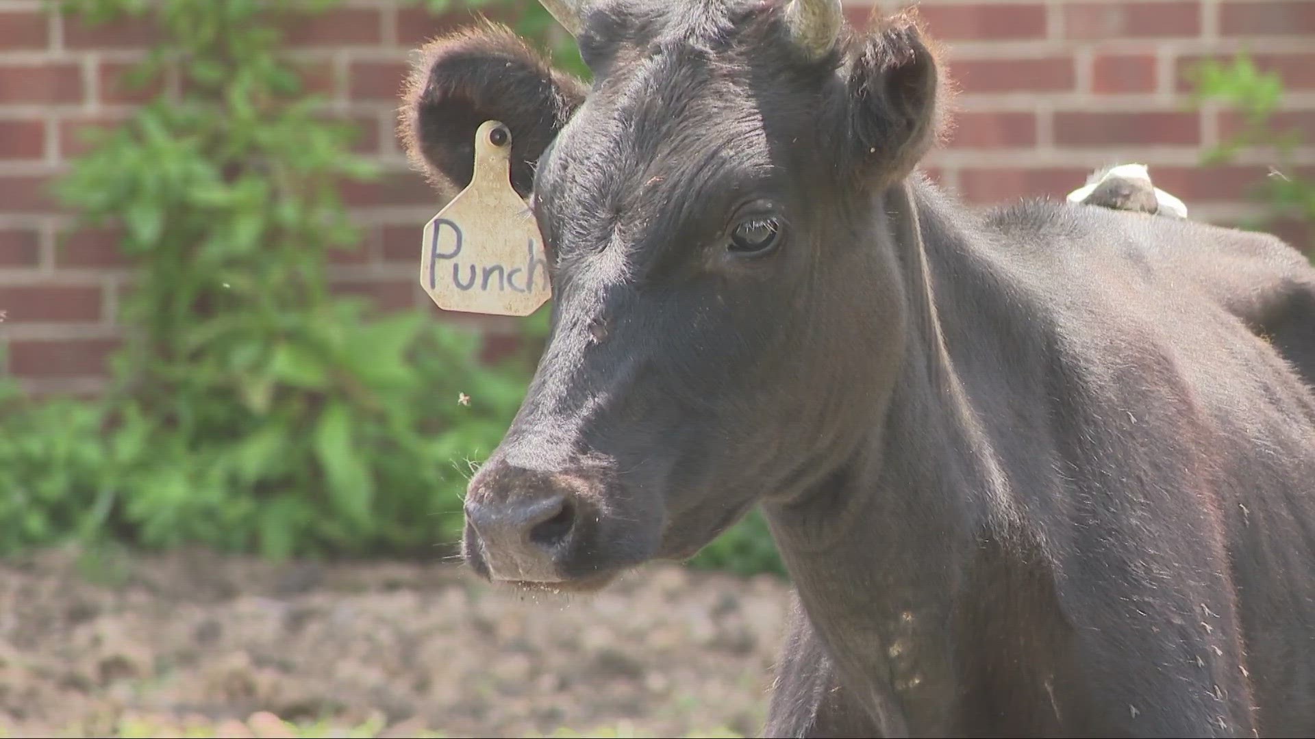 Officers have captured the bull, who was transported to the division's mounted unit.