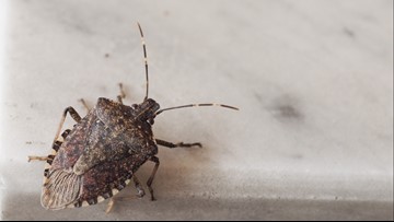 Research Experiment Suggests Polar Vortex May Have Killed Large Amount of Invasive Stink Bugs