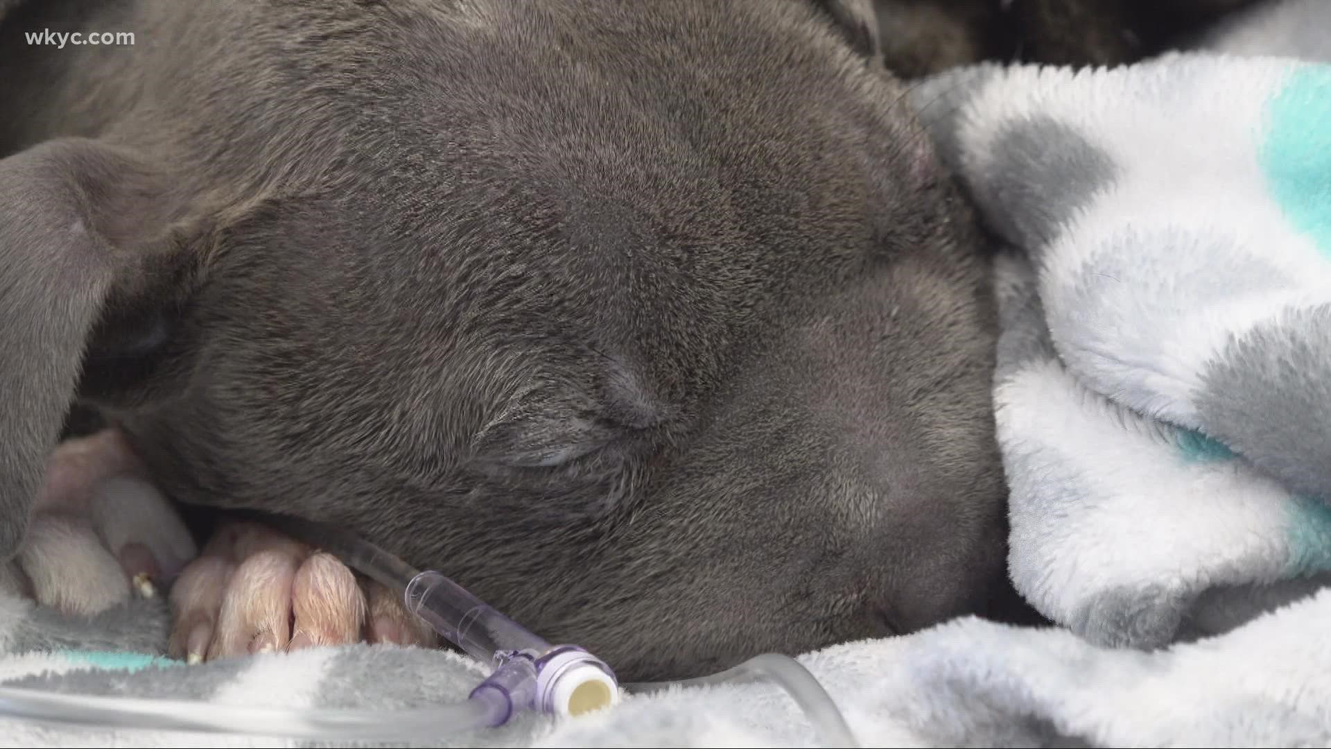a local vet and animal rescue facility are hoping for a miracle after taking in an abused puppy. Emma Henderson has the story.