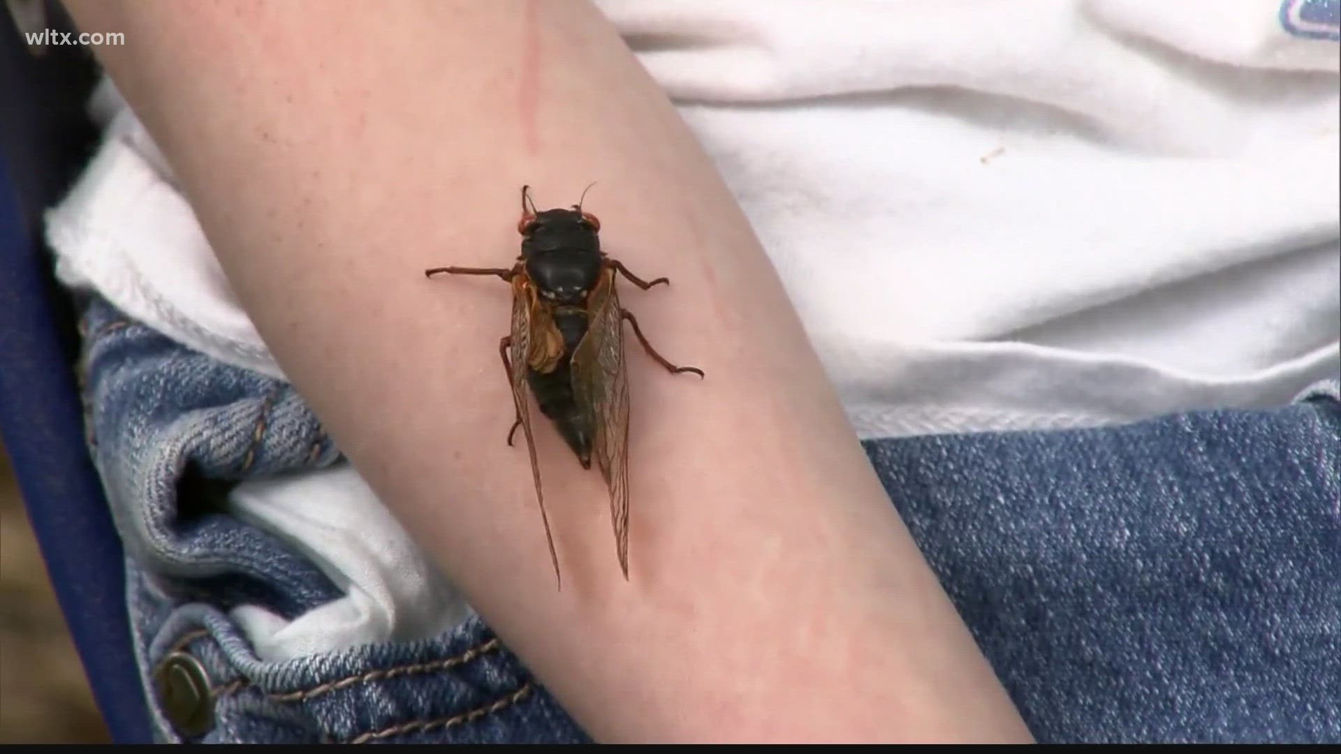 The bugs buzzing are confusing some residents, but they are cicadas.