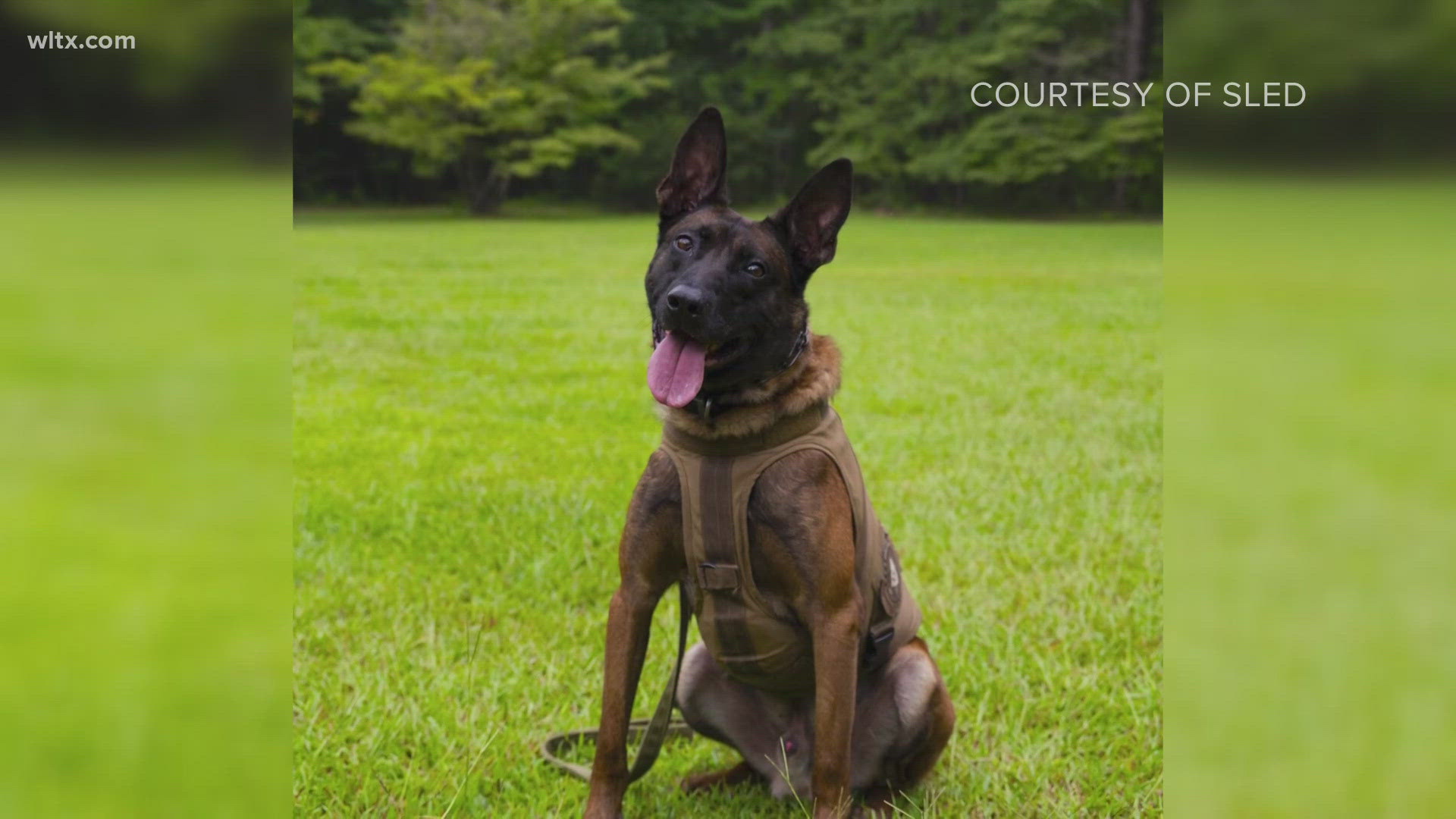 K9 Coba joined SLED in 2021, he was a four-year-old Belgian Melanosis.  He served alongside Special Agent Richard Powell.