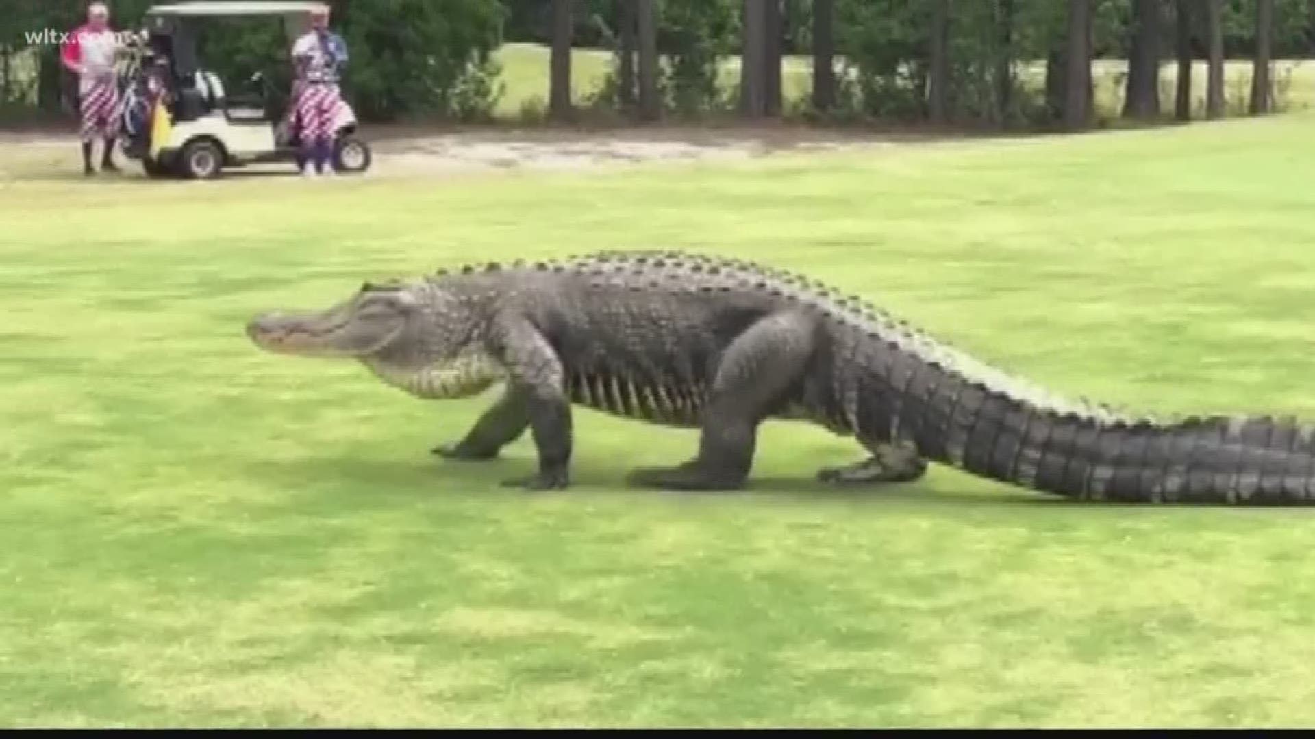 Golfers at the Parris Island Golf Course wait as a giant alligator takes a stroll across the green 