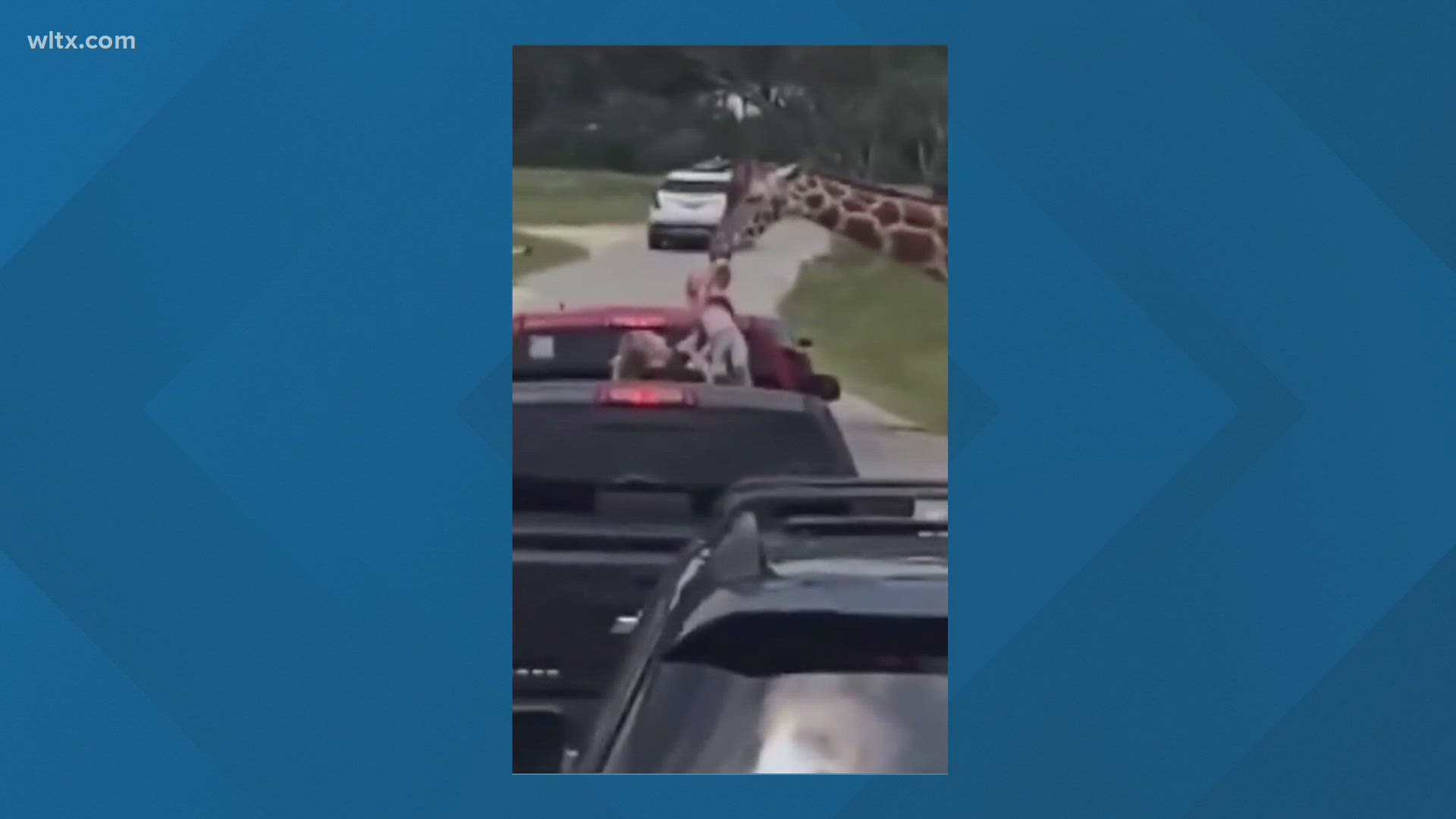 The family was going through a drive thru zoo feeding the animals when the giraffe accidentally grabbed the child's shirt.