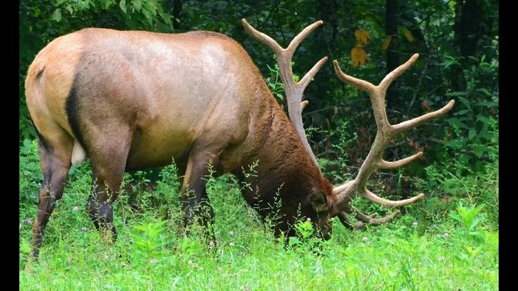 Get up close & personal with wildlife in the Great Smoky Mountains National Park