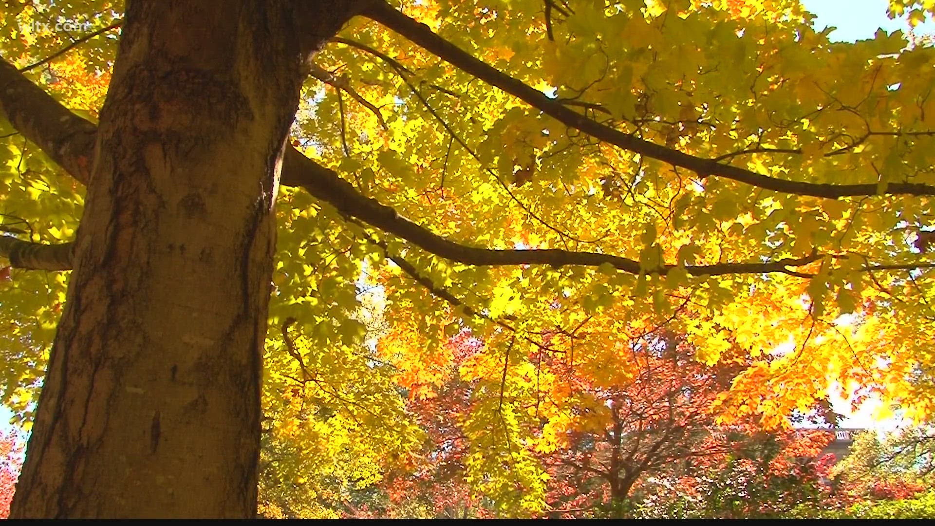 Have you ever wondered how rain affects the leaves' colorful display? News 19 Meteorologist Erin Walker takes a look.