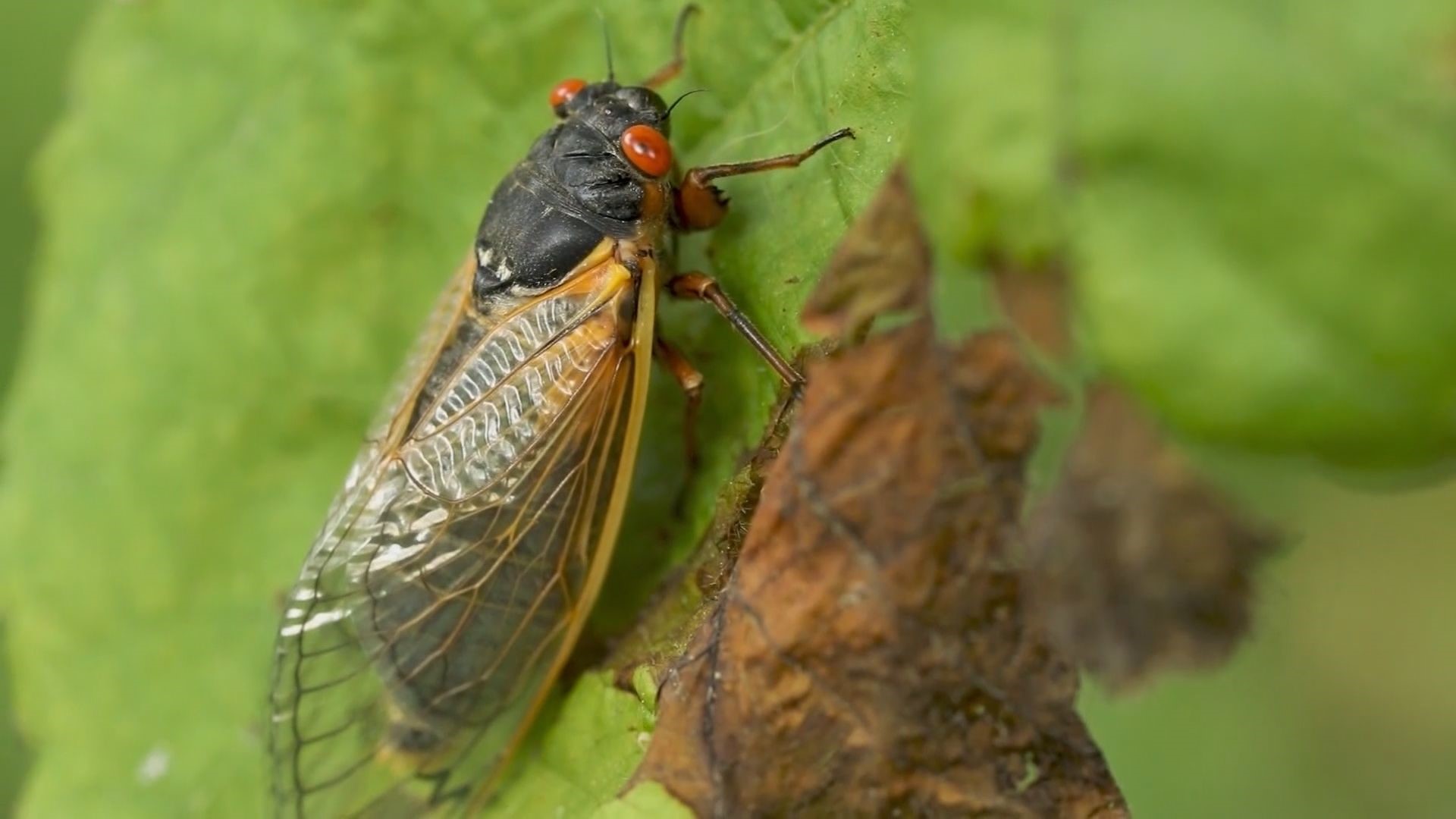 Maps show where trillions of cicadas will emerge in the U.S