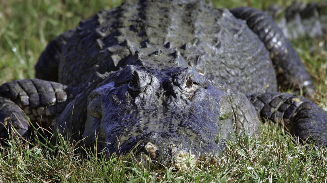 South Carolina alligator attack leaves woman dead - Vimarsana News