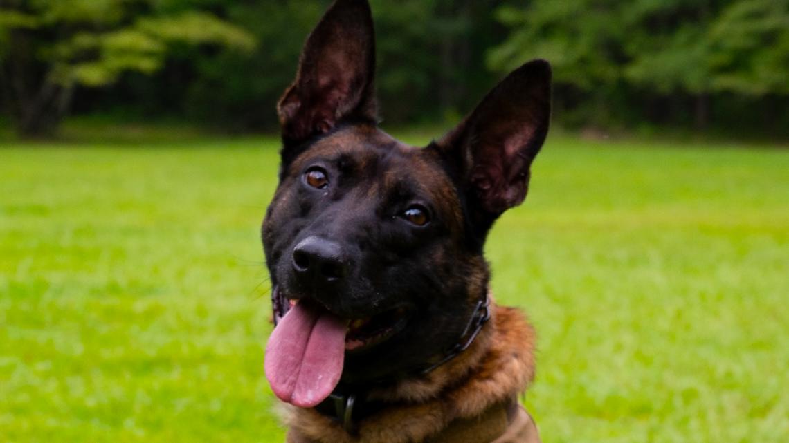 SLED K9 Coba memorial service on June 19 after fatal shooting ...