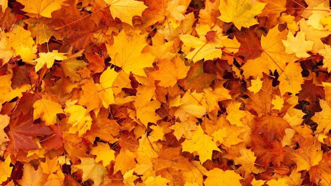 Does October rain affect fall leaves changing colors?