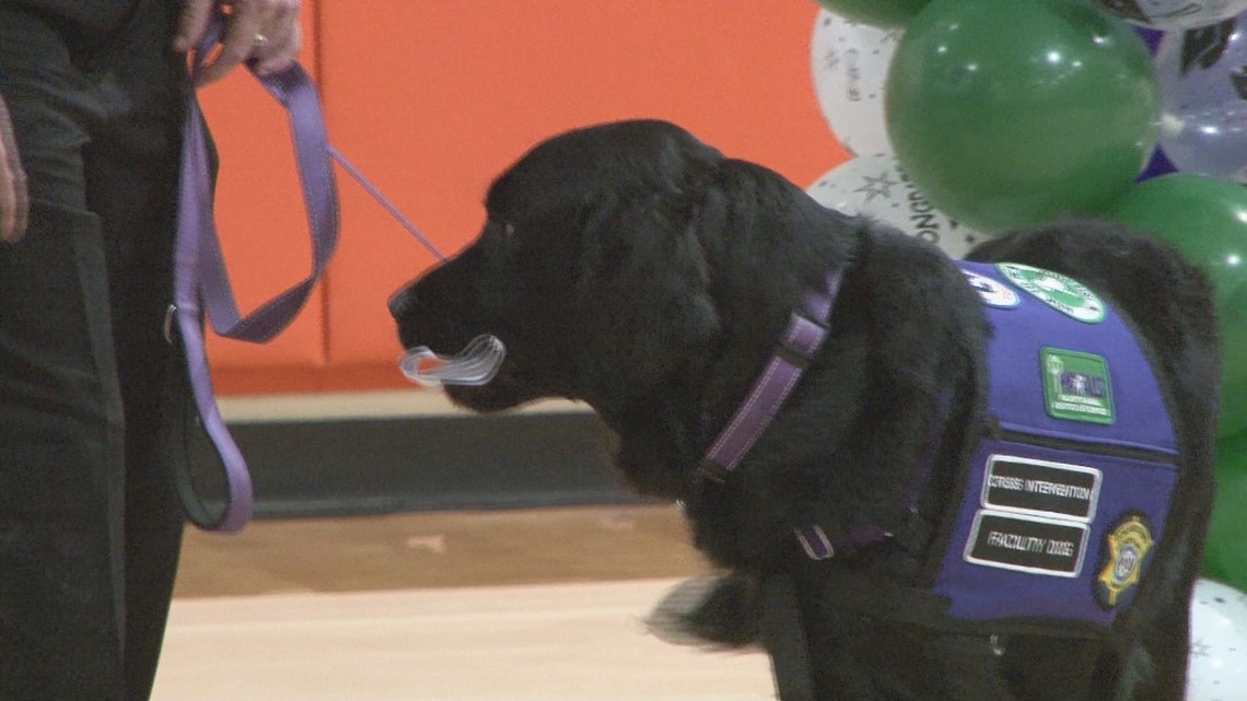 Sheriff's Department adds emotional support dog - Vimarsana News