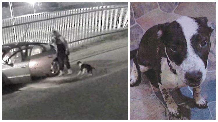 Security camera shows dog being dumped in Pennsylvania neighborhood